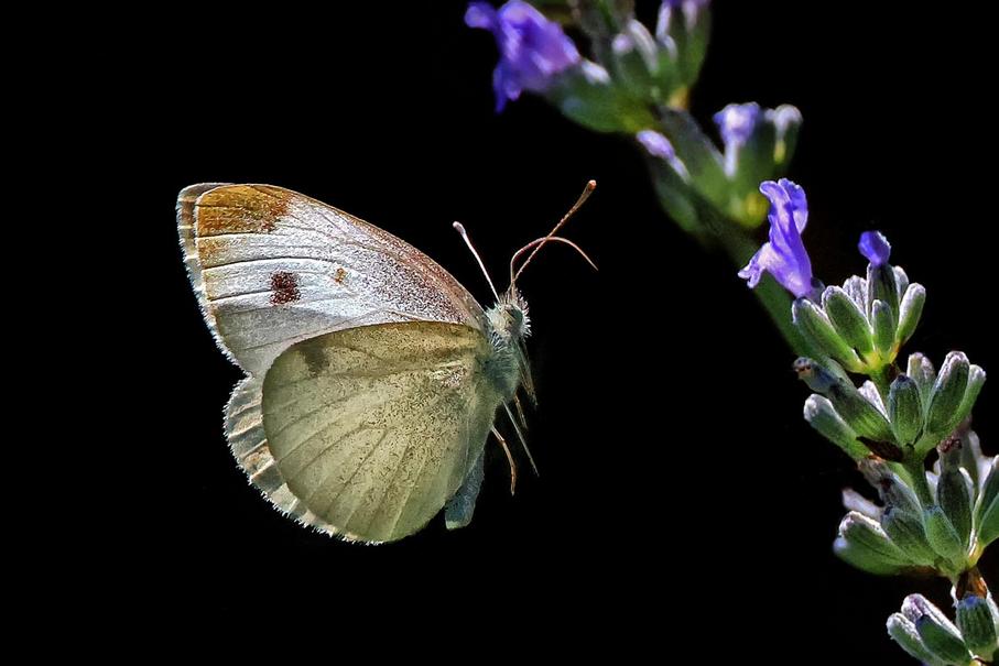 Martin Gabler - Schmetterling Martin Gabler - Schmetterling