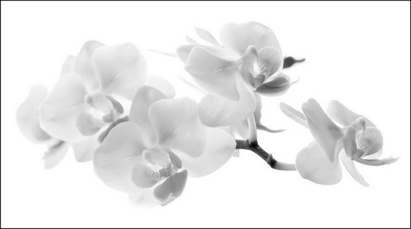 Armin Greither: Blüten Armin Greither: Blüten