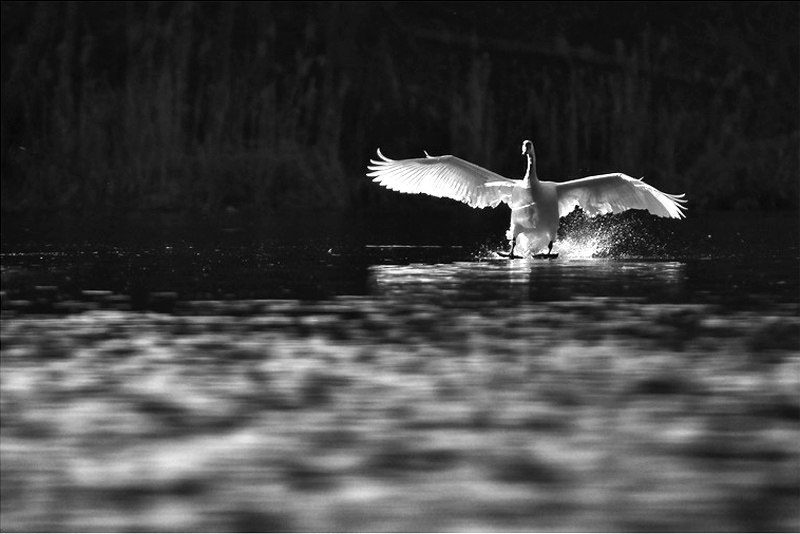 Armin Paul-Prößler - Schwan
