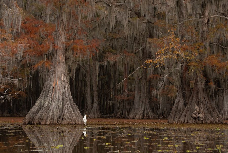 Armin Paul-Prößler - Bald Cypress Swamp (URKUNDE)