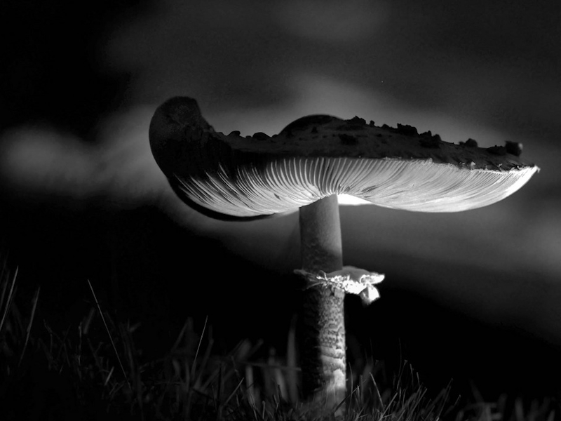 Christine Wendl -letztes Licht
