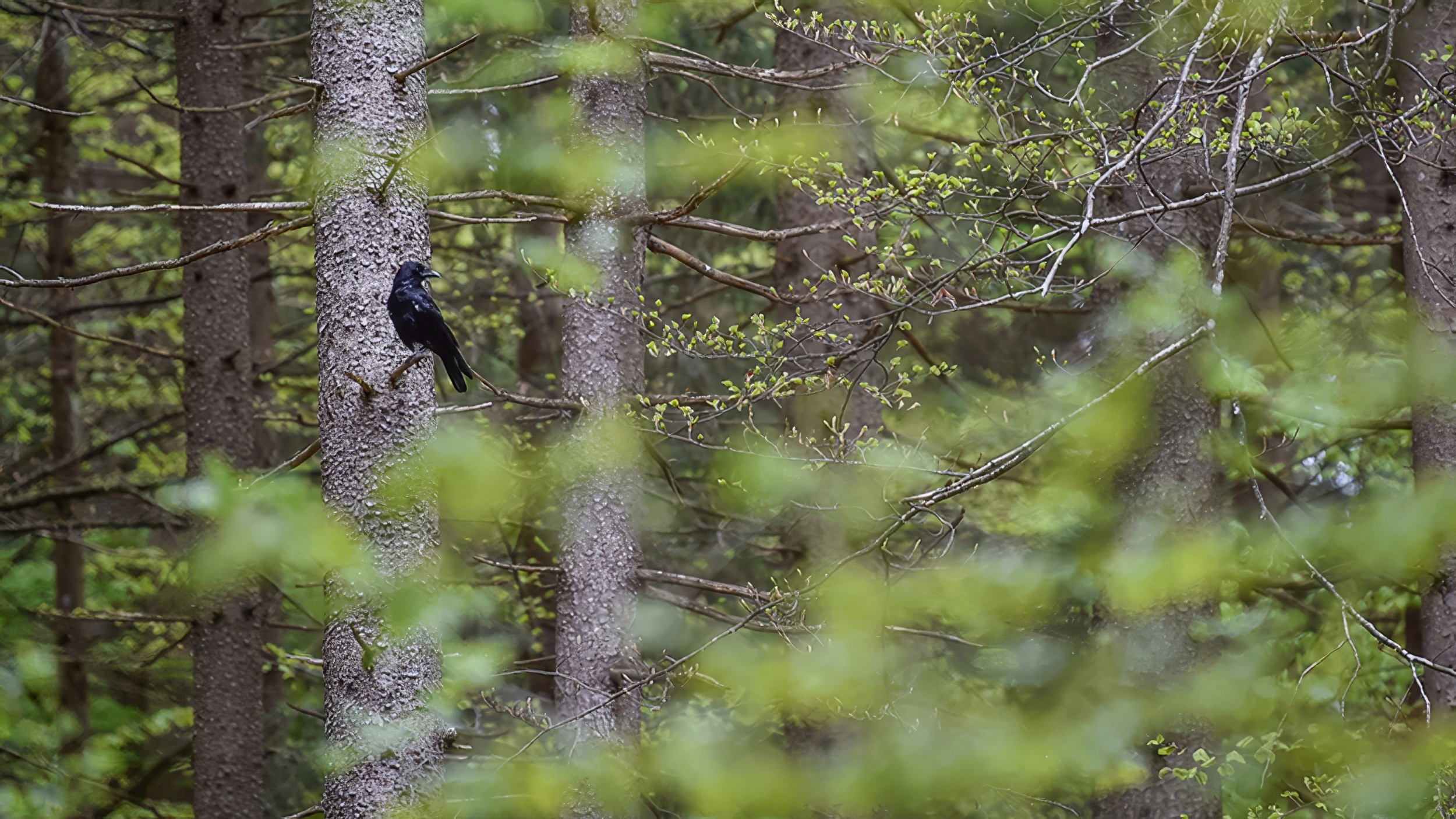 Galerie 2 - Bild 1 von Peter Ernszt