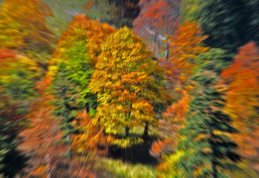 Galerie 1 - Bild 1 von Renate Genkel