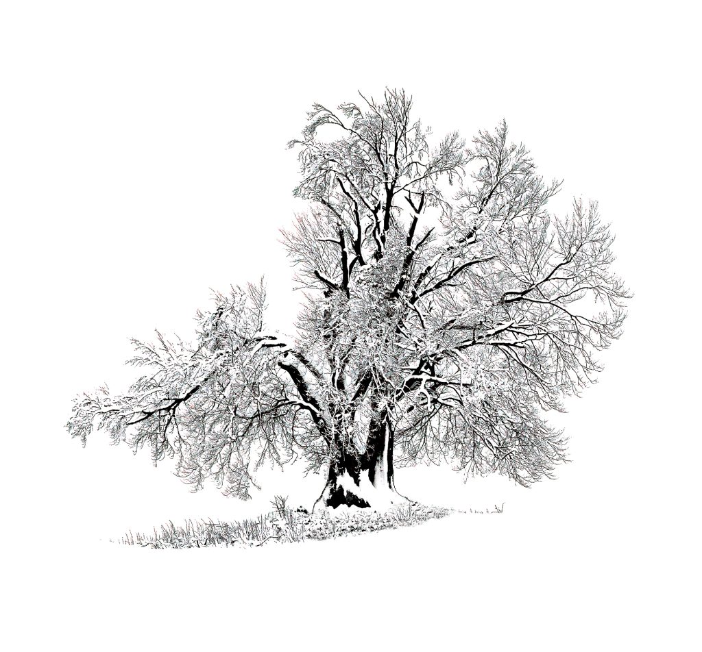 Platz 1 · Gabler Martin lonelyWintertree