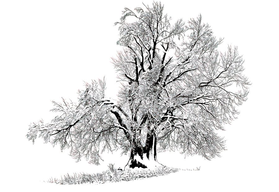 Platz 1 · Gabler Martin lonelyWintertree