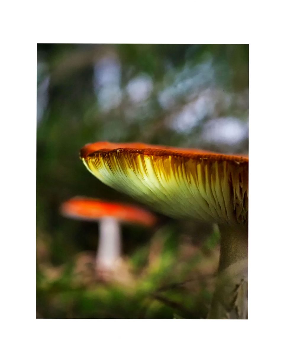 03 14 Wendl Christine amanita muscaria