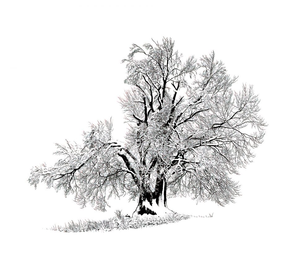 Platz 1 · Gabler Martin lonelyWintertree Platz 1 · Gabler Martin lonelyWintertree
